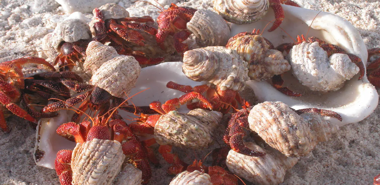 Finding a Peer Group